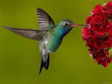 La Casa Del Colibri * Mérida